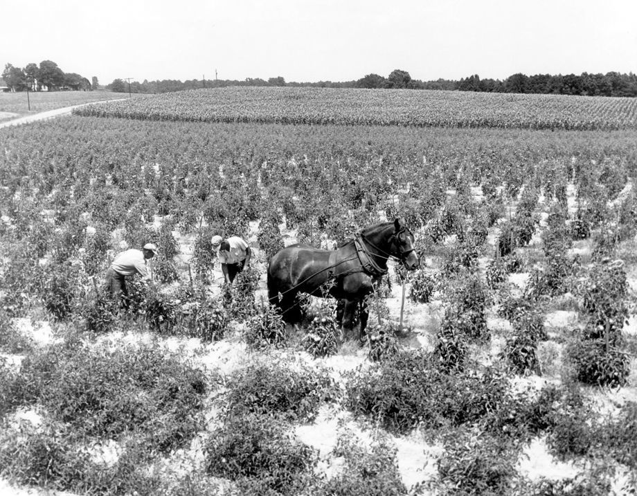 Richmond in the 50s (252).jpg
